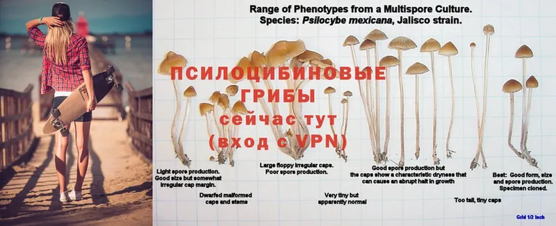 Галлюциногенные грибы мухоморы  купить наркотики цена  Игарка 